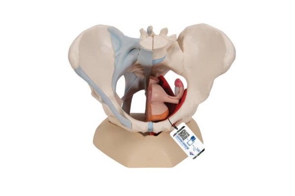 model szkieletu miednicy żeńskiej z więzadłami, mięśniami i organami, 4 części- 3b smart anatomy- 1000287 [h20/3] 3b scientific modele anatomiczne 2